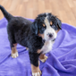 bernese mountain dog puppy for sale