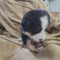Amidala (Sold) Female Bernese Mountain Dog Puppy