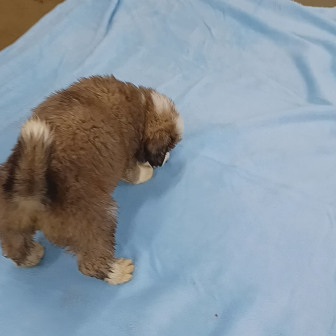 great bernese puppy for sale