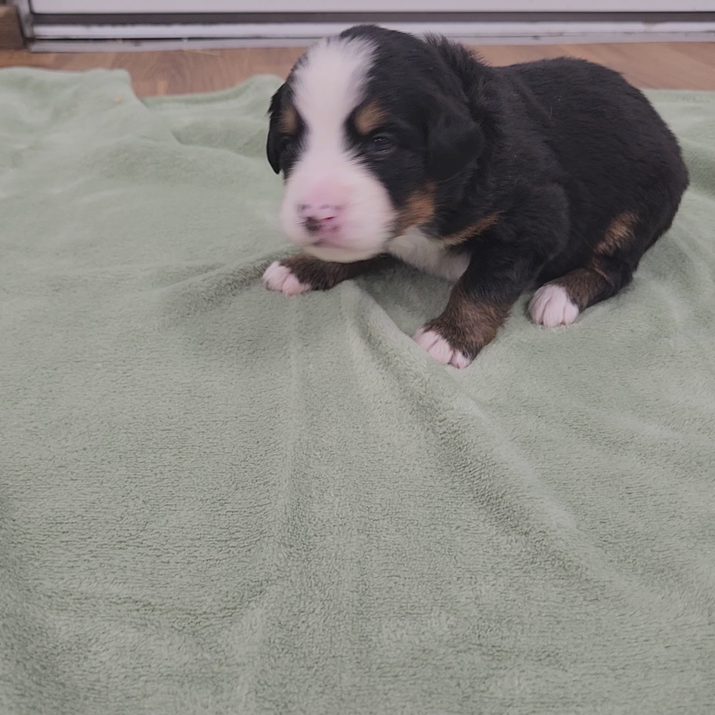 bernese mountain dog puppy 2 weeks old