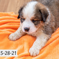 Queen (Sold) Female Great Bernese Puppy