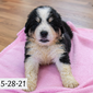 Moira (Sold) Female Great Bernese Puppy