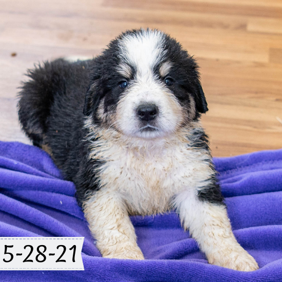 Malcolm (Sold) Male Great Bernese Puppy