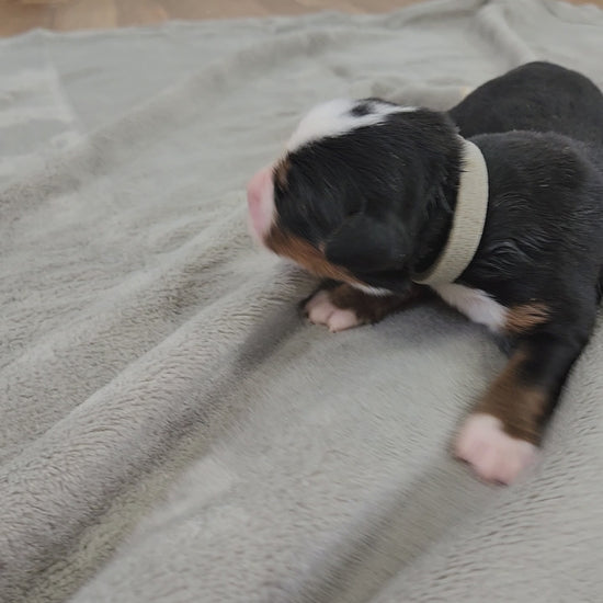 bernese mountain dog four days old