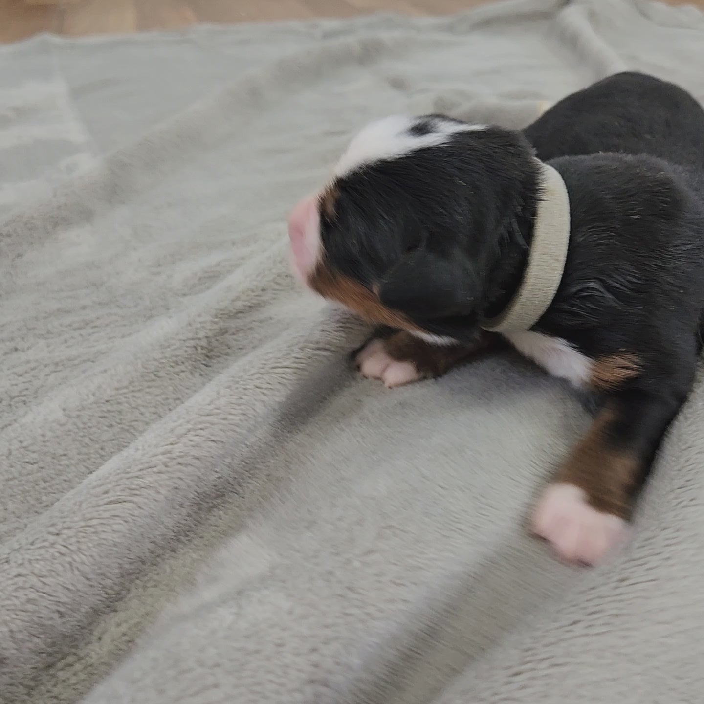 bernese mountain dog four days old
