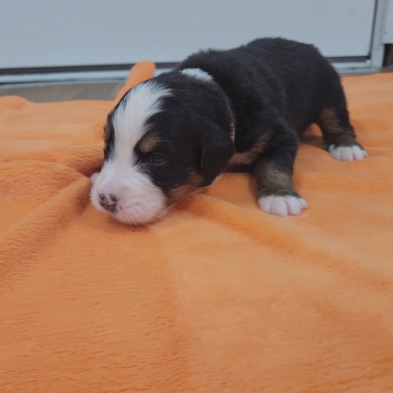 bernese mountain dog puppy 2 weeks old