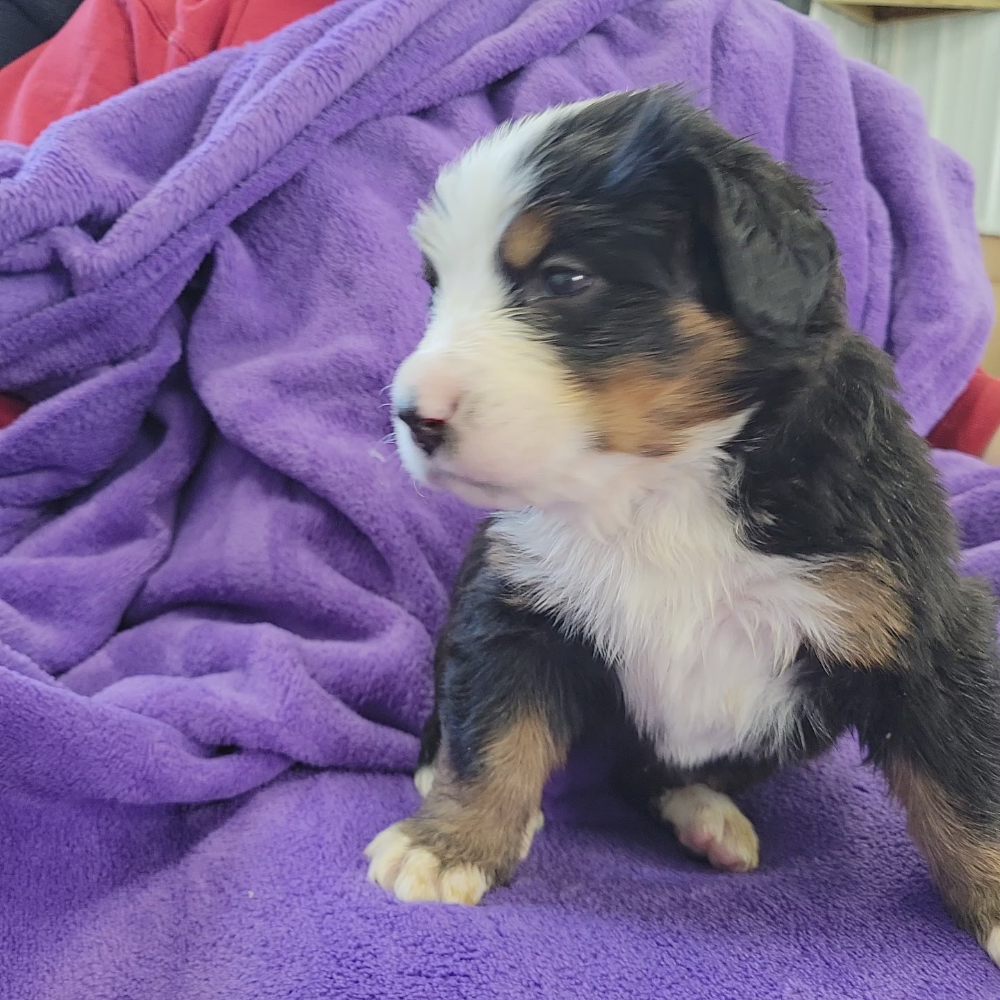 4 week old bernese mountain dog puppy