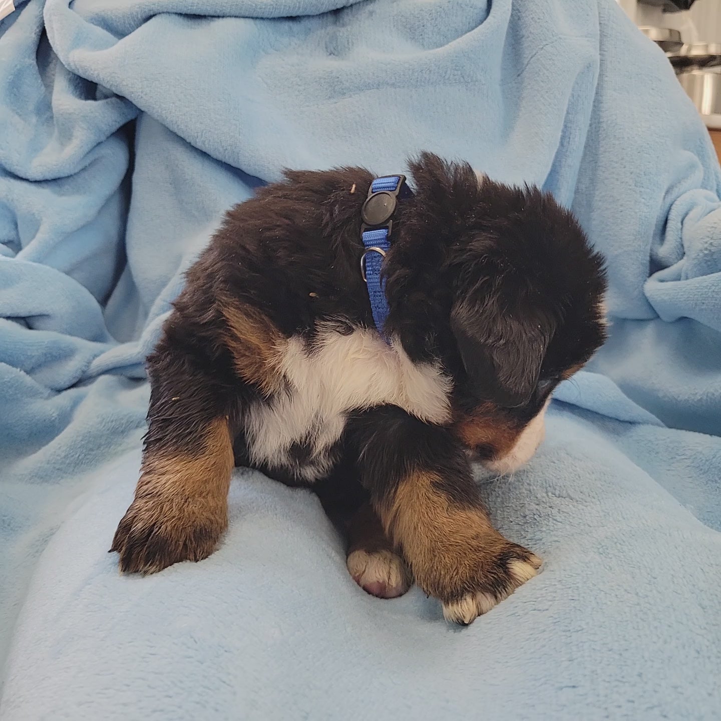 4 week old bernese mountain dog puppy