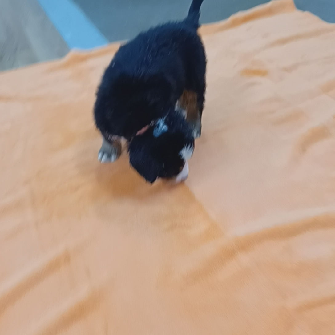 great bernese puppy for sale
