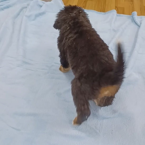 great bernese puppy for sale