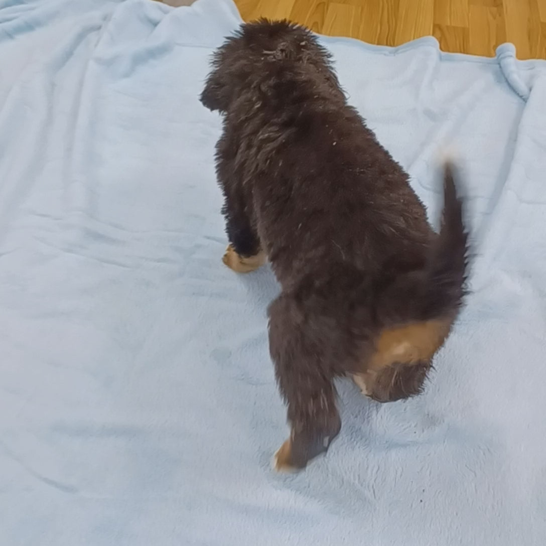 great bernese puppy for sale