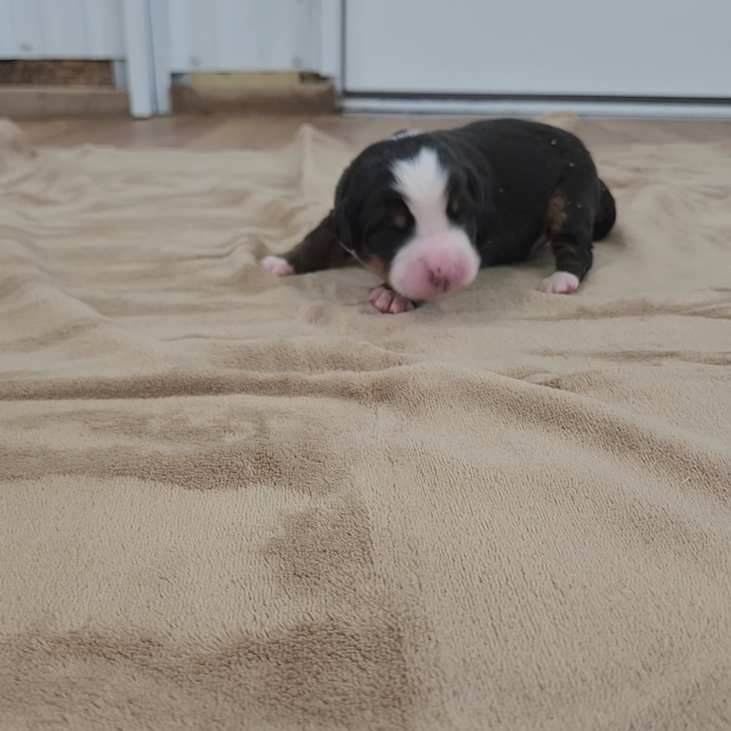 bernese mountain dog four days old