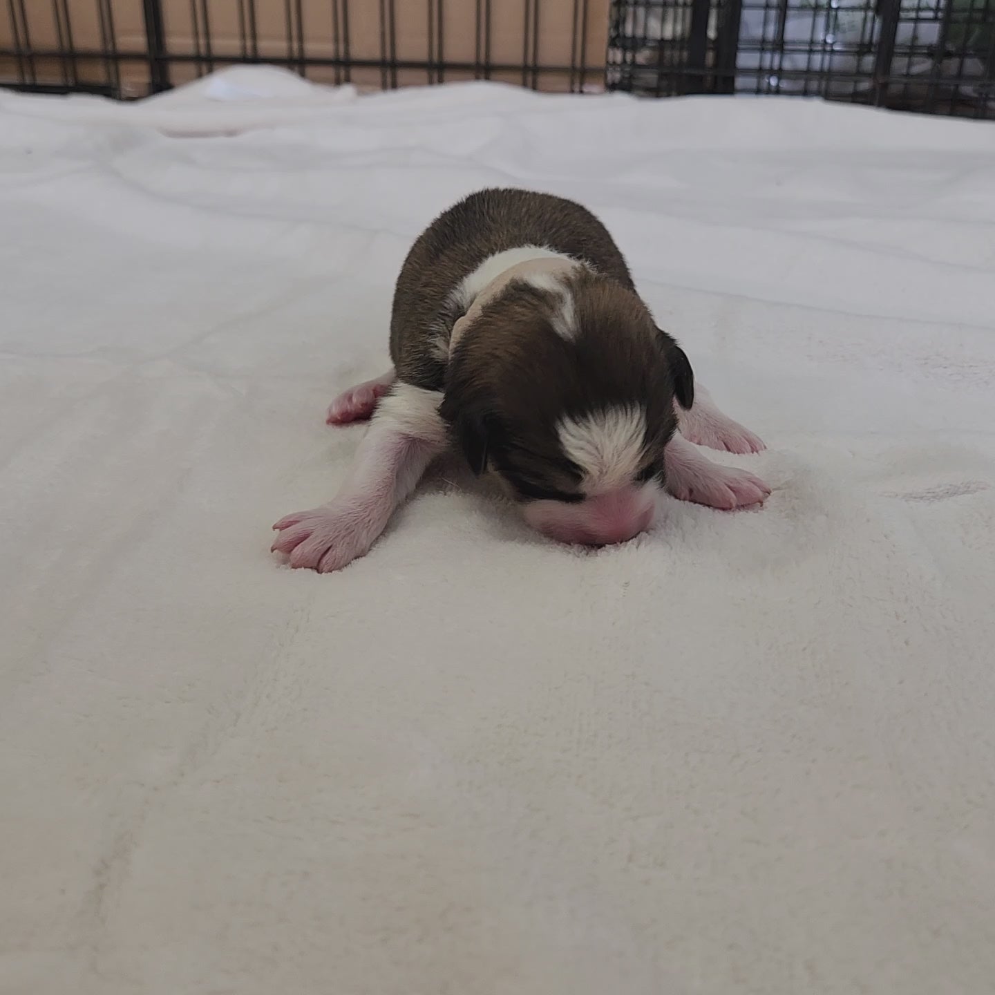 great bernese puppy at two days old
