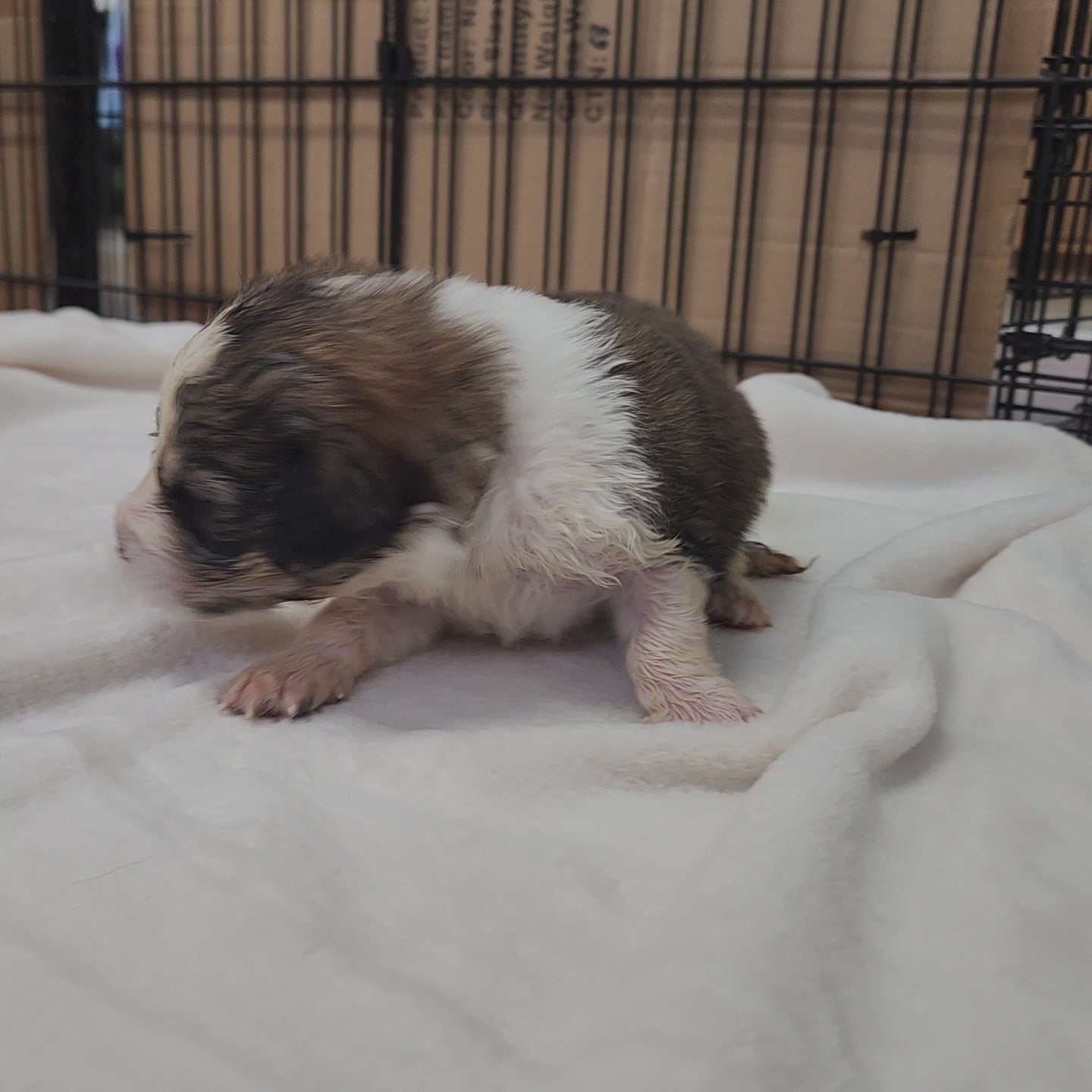 great bernee puppy 2 weeks old
