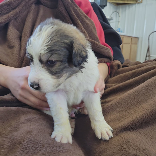 4 week old great bernese puppy