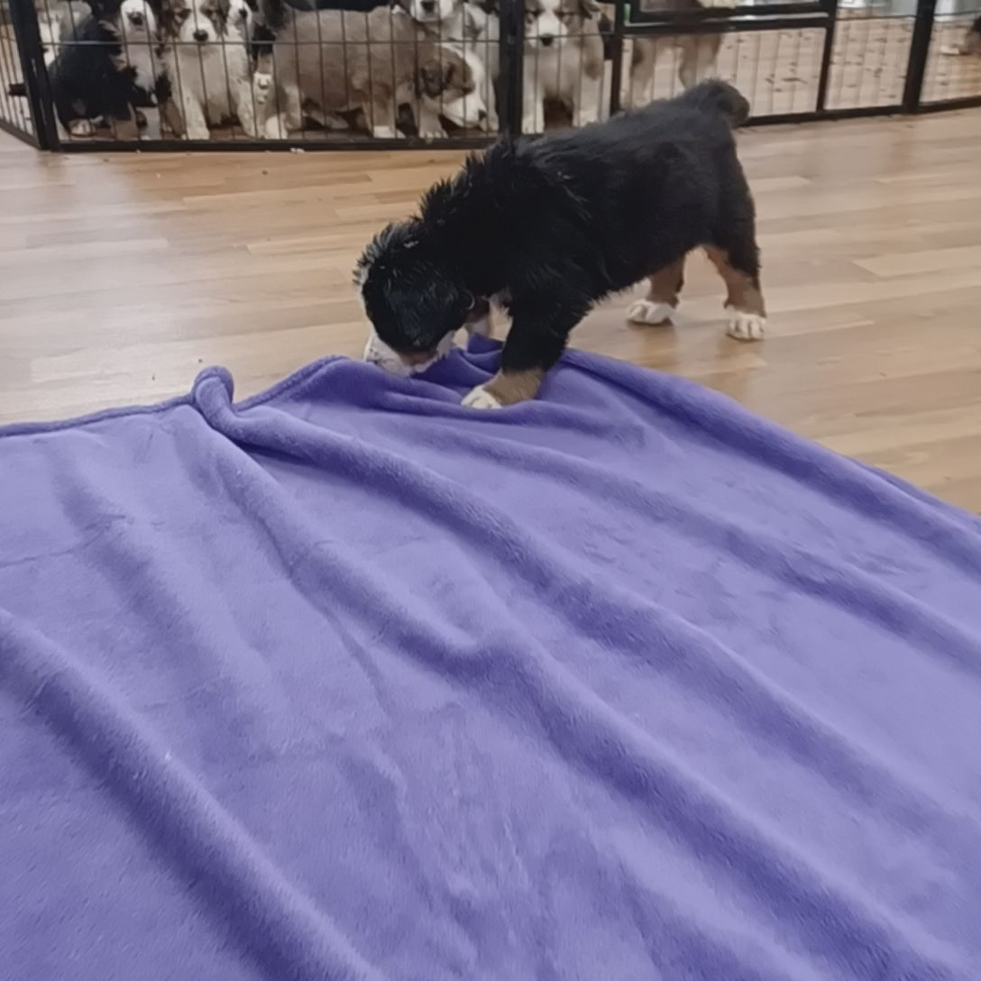 great bernese puppy for sale