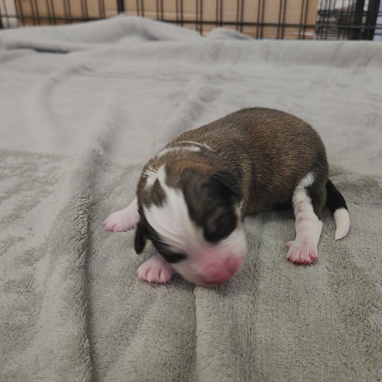 great bernese puppy at two days old