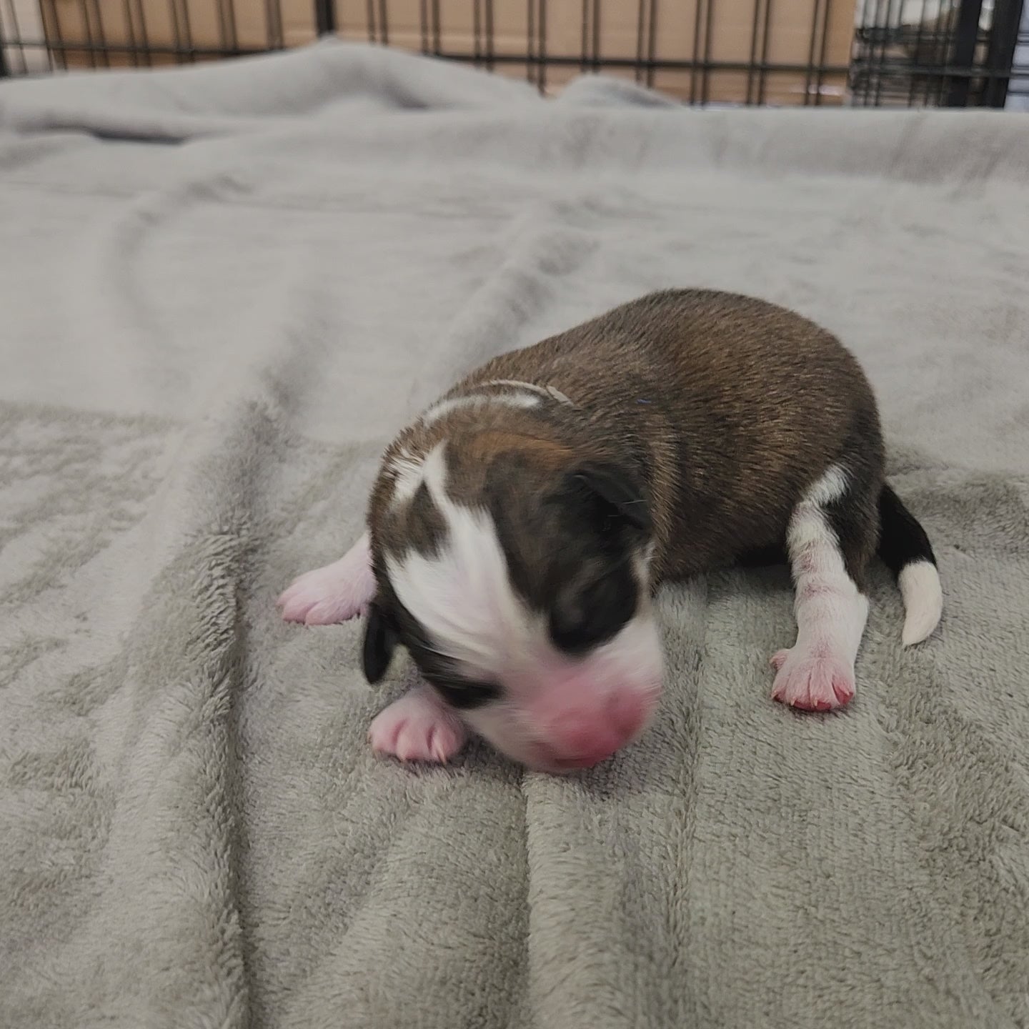 great bernese puppy at two days old