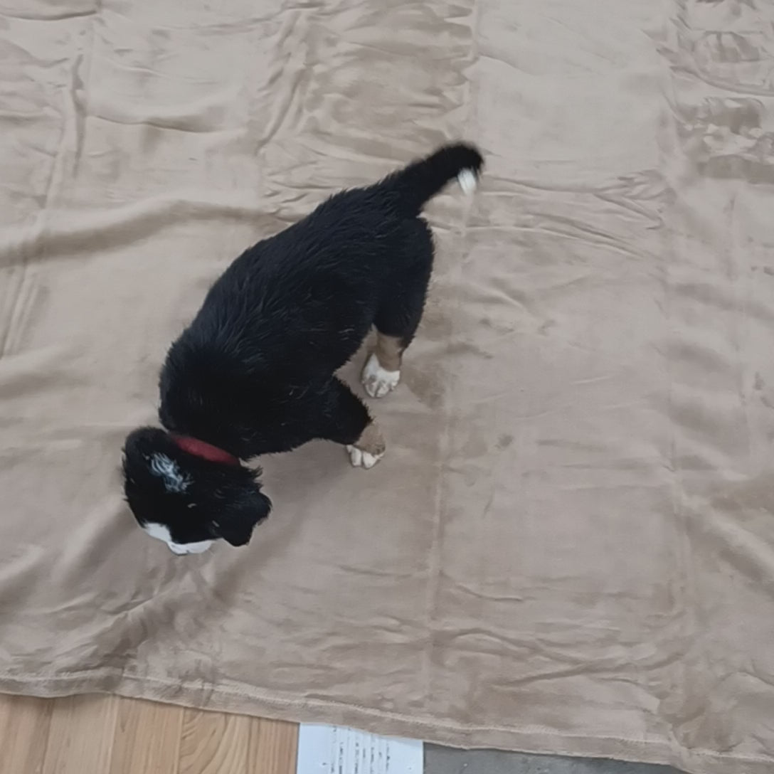 great bernese puppy for sale