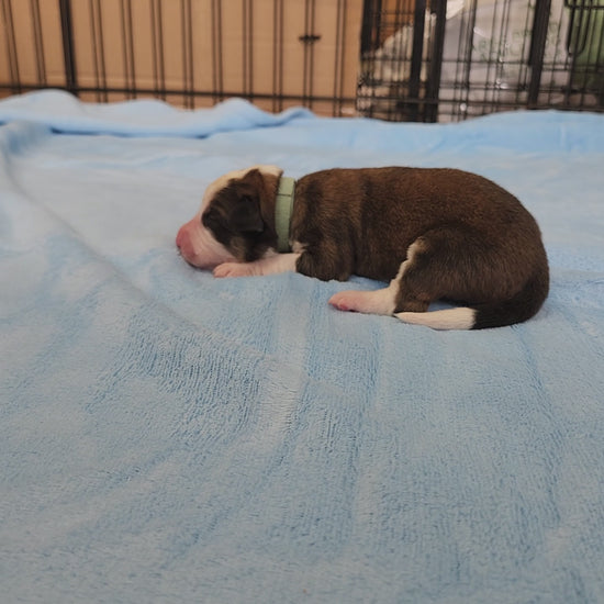 great bernese puppy at two days old