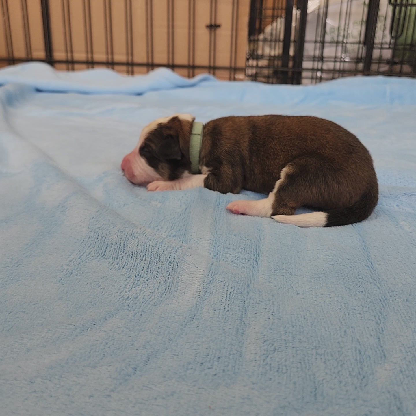 great bernese puppy at two days old