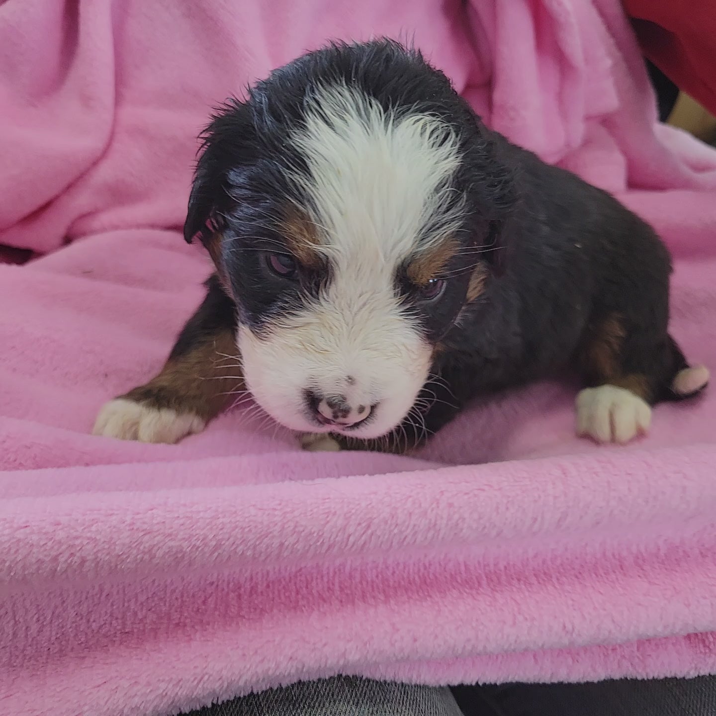 4 week old bernese mountain dog puppy