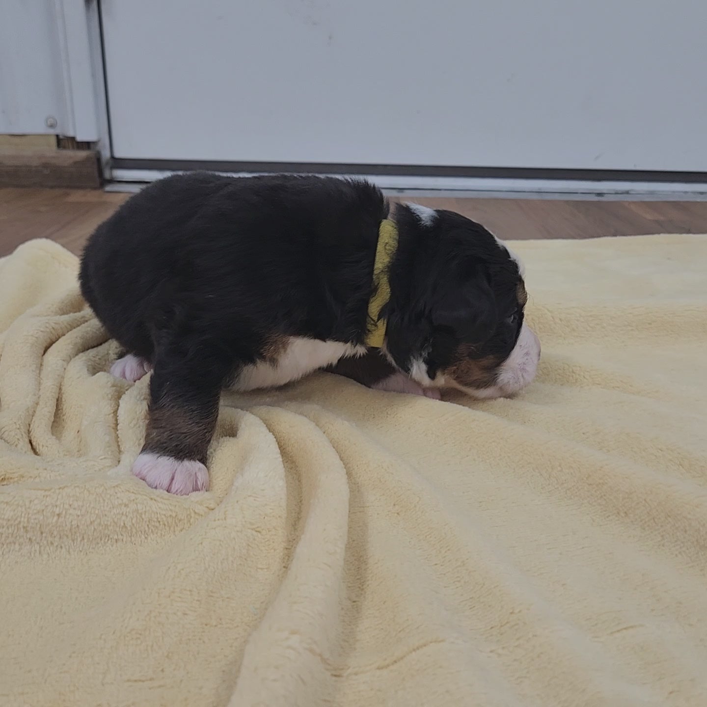 bernese mountain dog puppy 2 weeks old