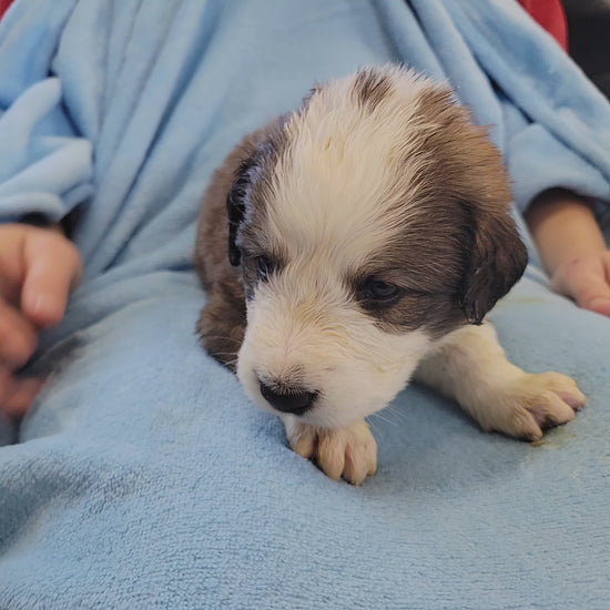 4 week old great bernese puppy