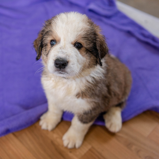 great bernese dog puppy for sale