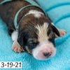 Pam (Sold) Female Great Bernese Puppy
