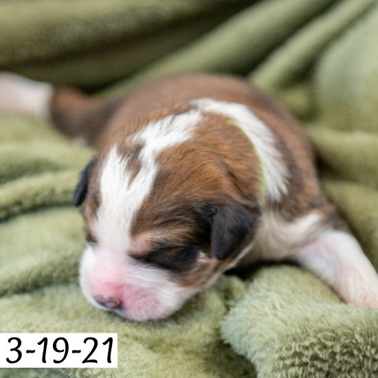 Toby (Sold) Male Great Bernese Puppy