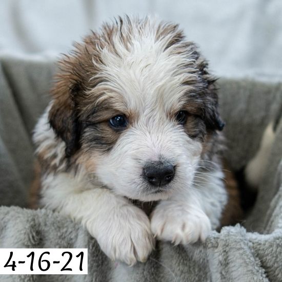 Kelly (Sold) Female Great Bernese Puppy