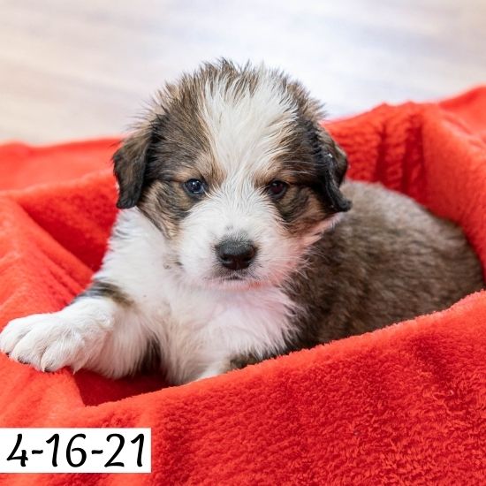 Dwight (Sold) Male Great Bernese Puppy