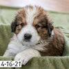 Toby (Sold) Male Great Bernese Puppy
