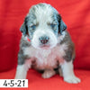Dwight (Sold) Male Great Bernese Puppy